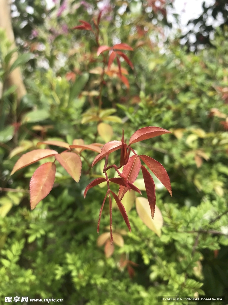 绿植绿叶植物 