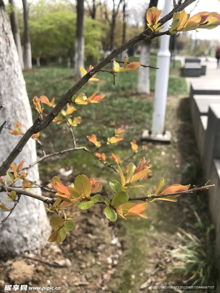 绿植绿叶植物