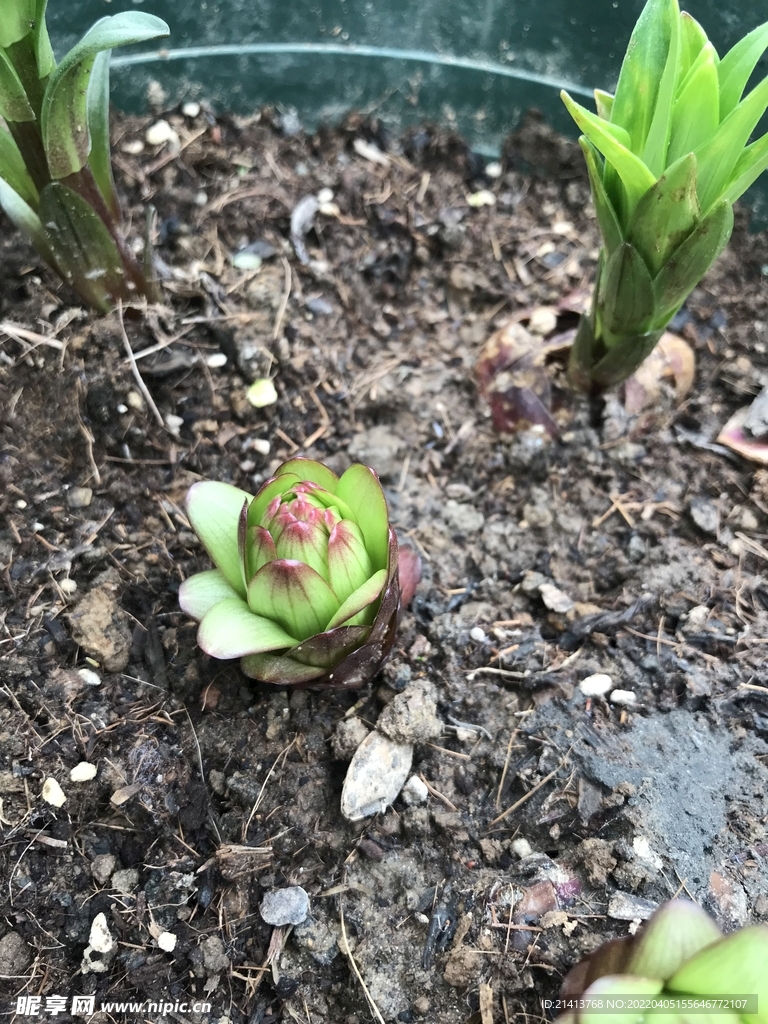 绿植绿叶植物 