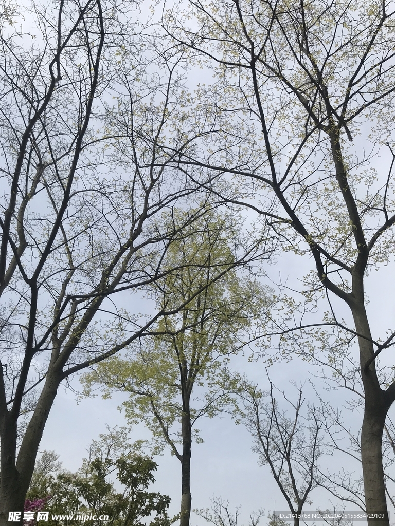 绿植植物树木