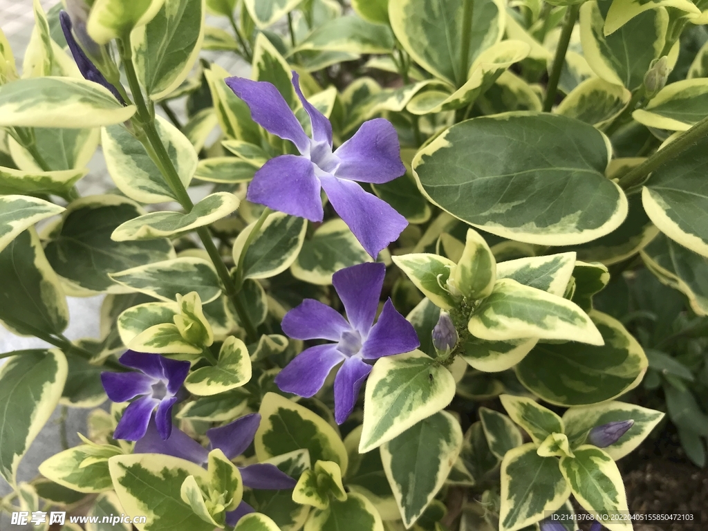兰花草花卉 