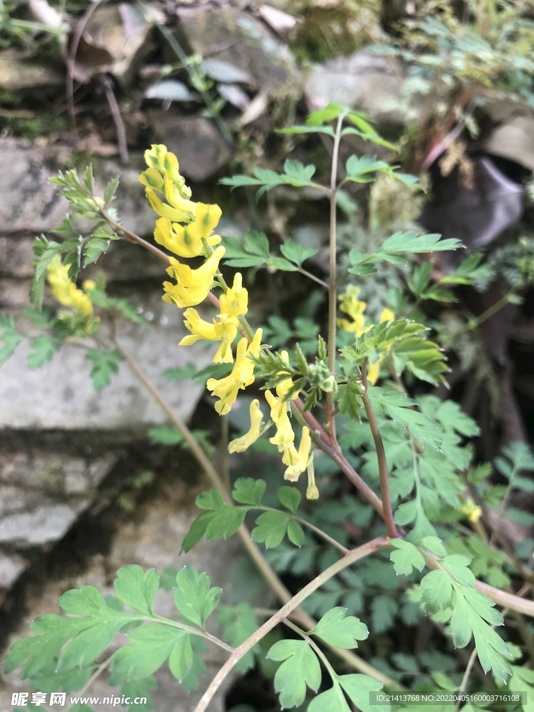 花朵迎春花 