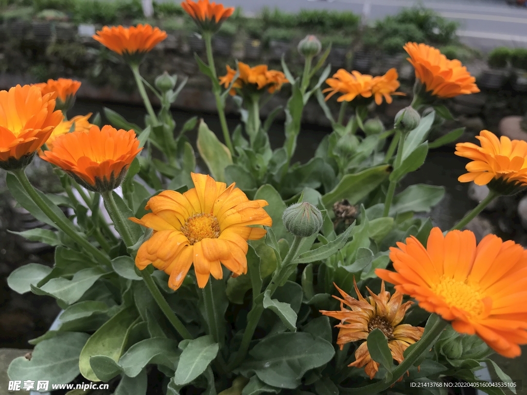 小雏菊菊花 