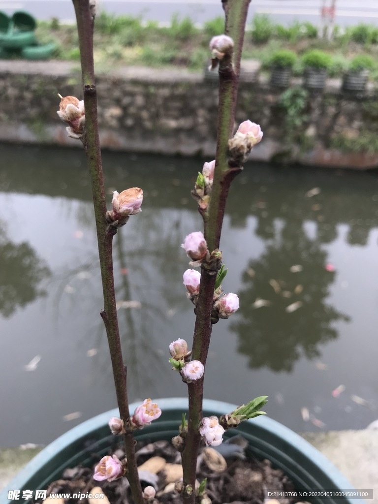 腊梅寒梅梅花