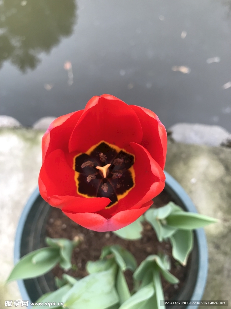 郁金香花卉 