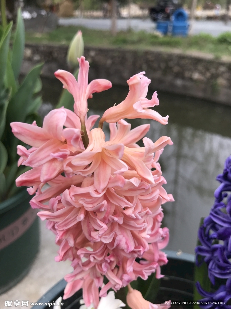 风信子花朵 