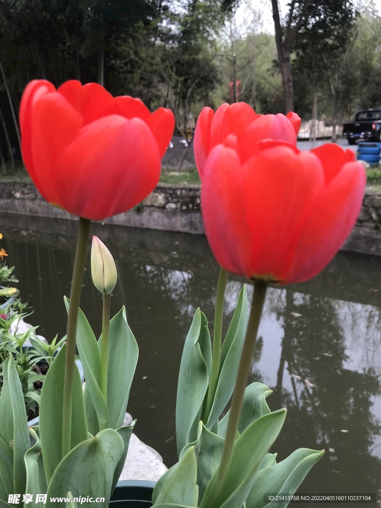 郁金香花卉 