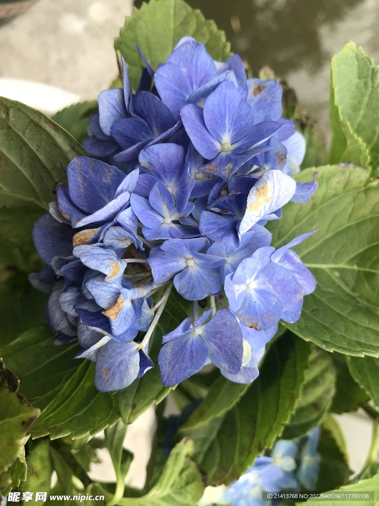 香雪球花朵