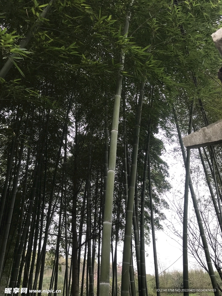 竹林竹叶竹子
