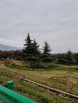 树