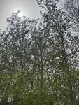 树