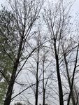 树