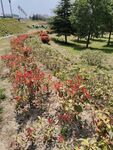花草