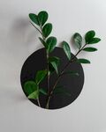 绿植