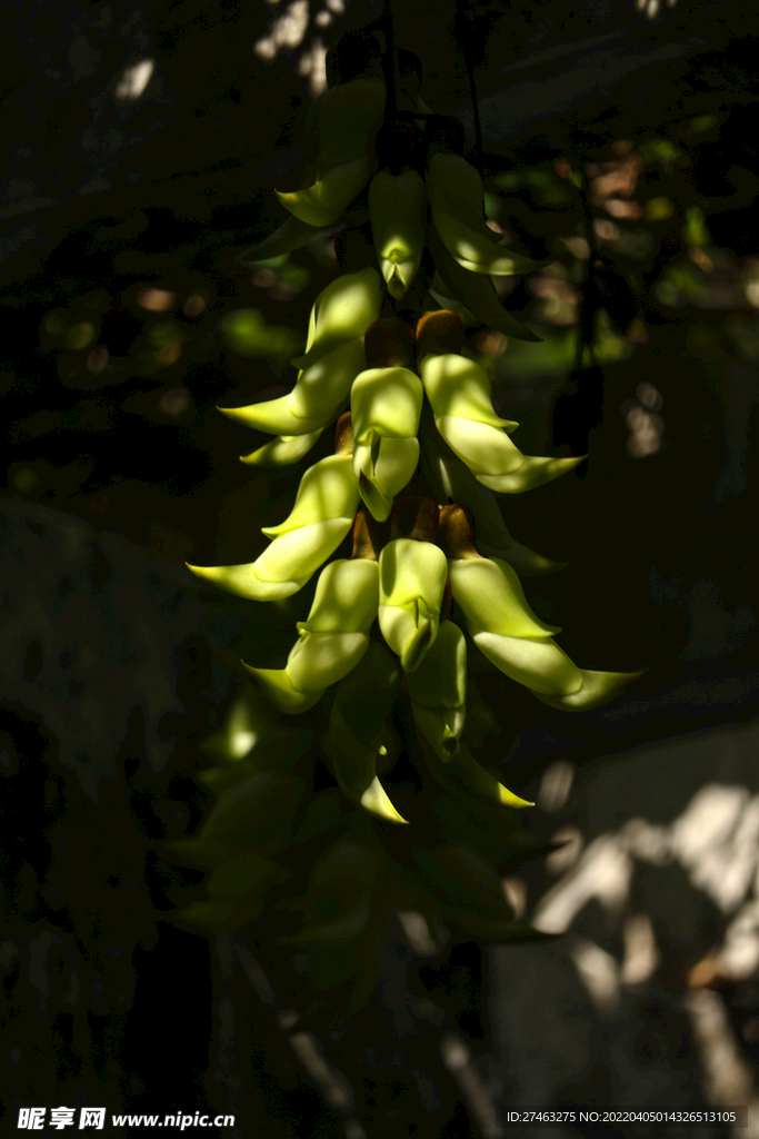 白色朱雀花