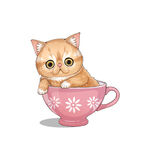 茶杯猫            