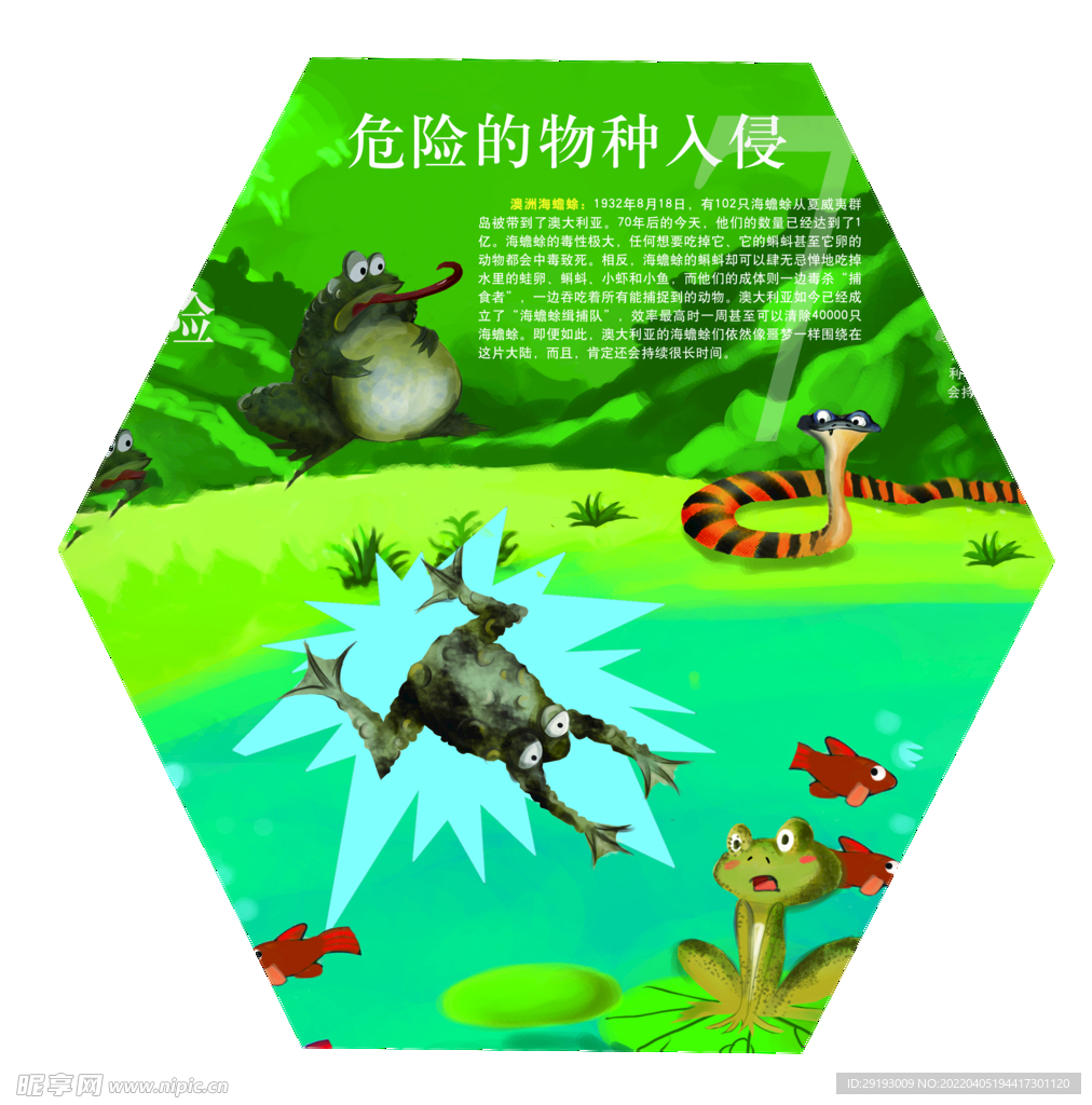 海蟾蜍
