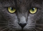 猫              
