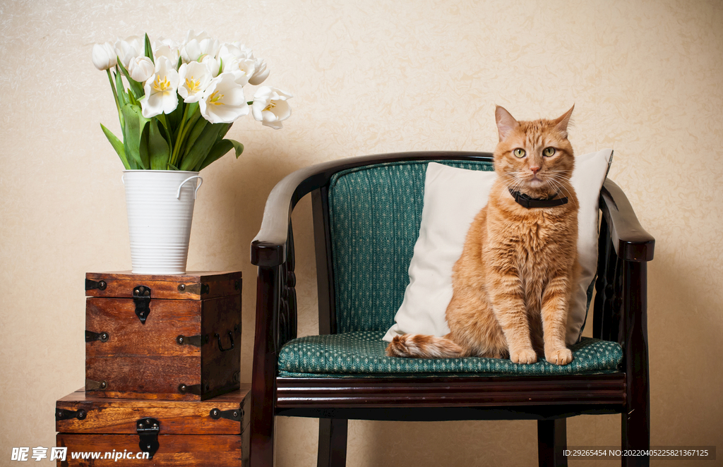 猫              
