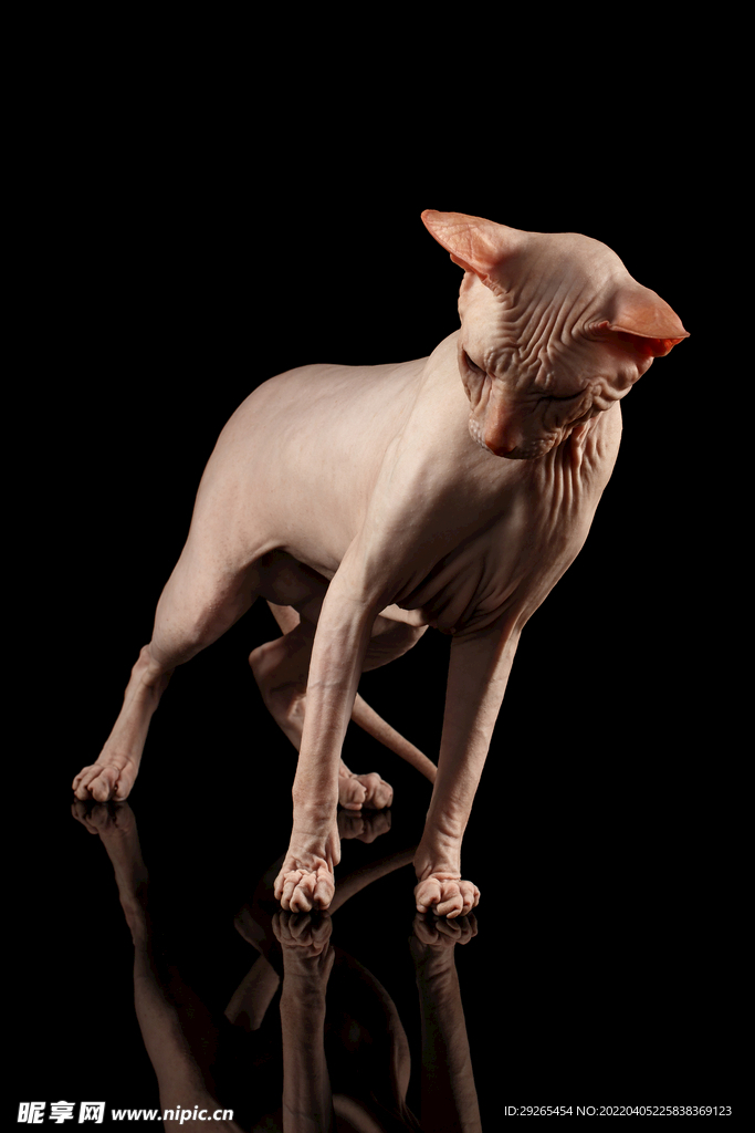 猫              