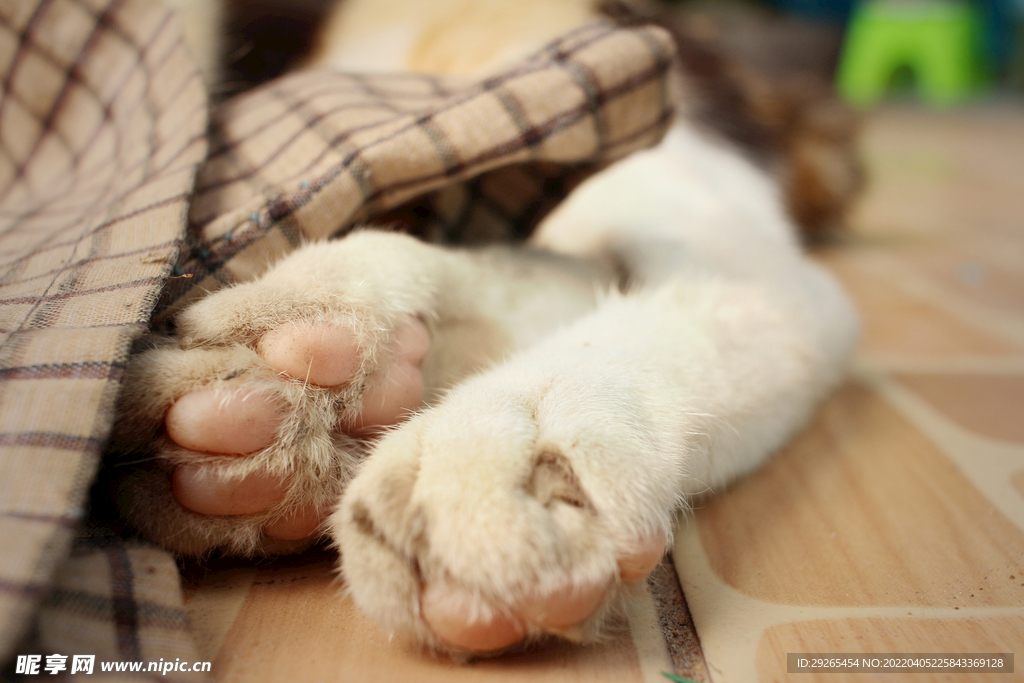 猫              
