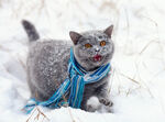 猫              