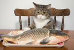 猫              