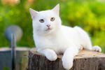 猫              