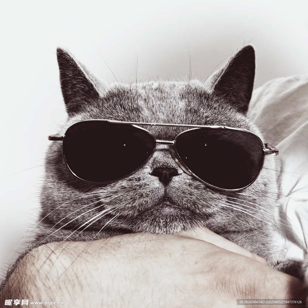 猫              