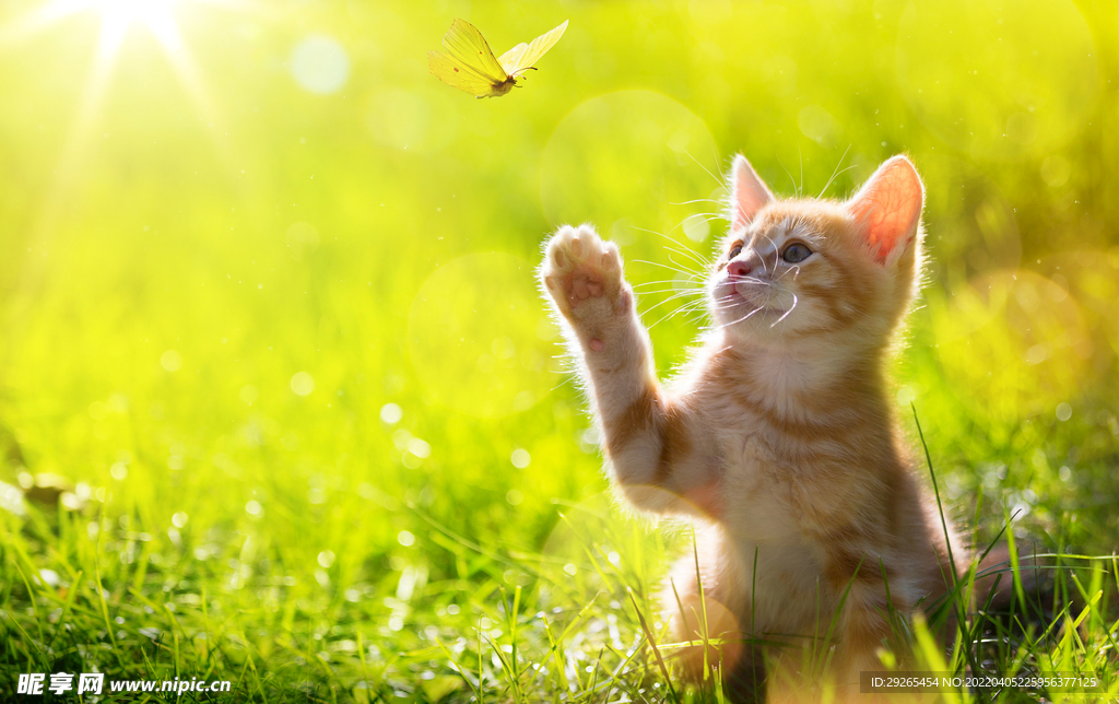 猫              