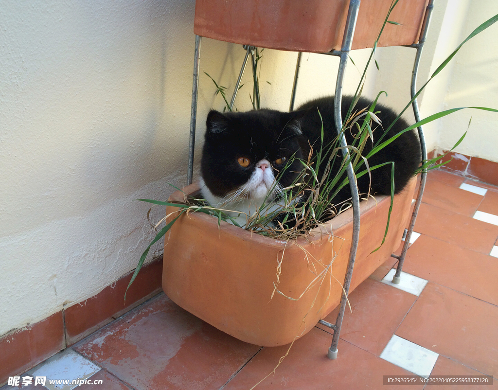 猫              