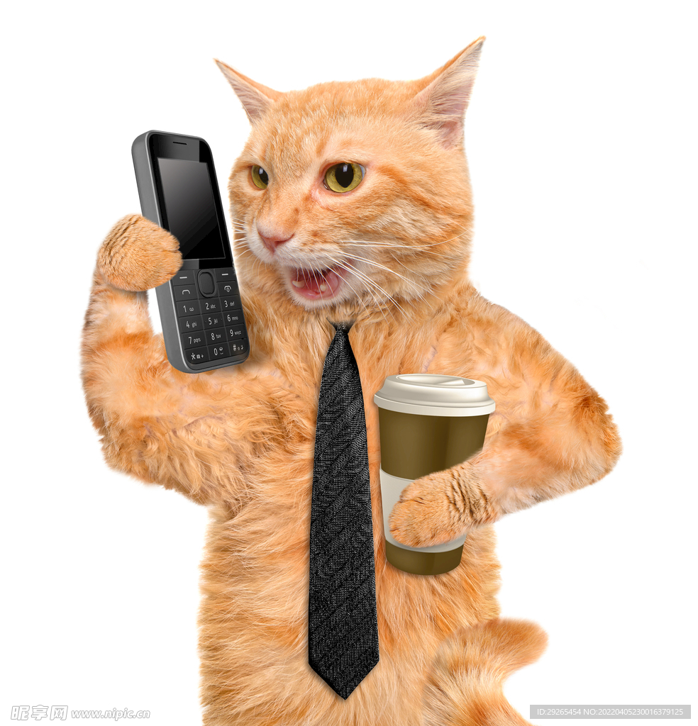 猫              