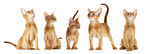 猫              