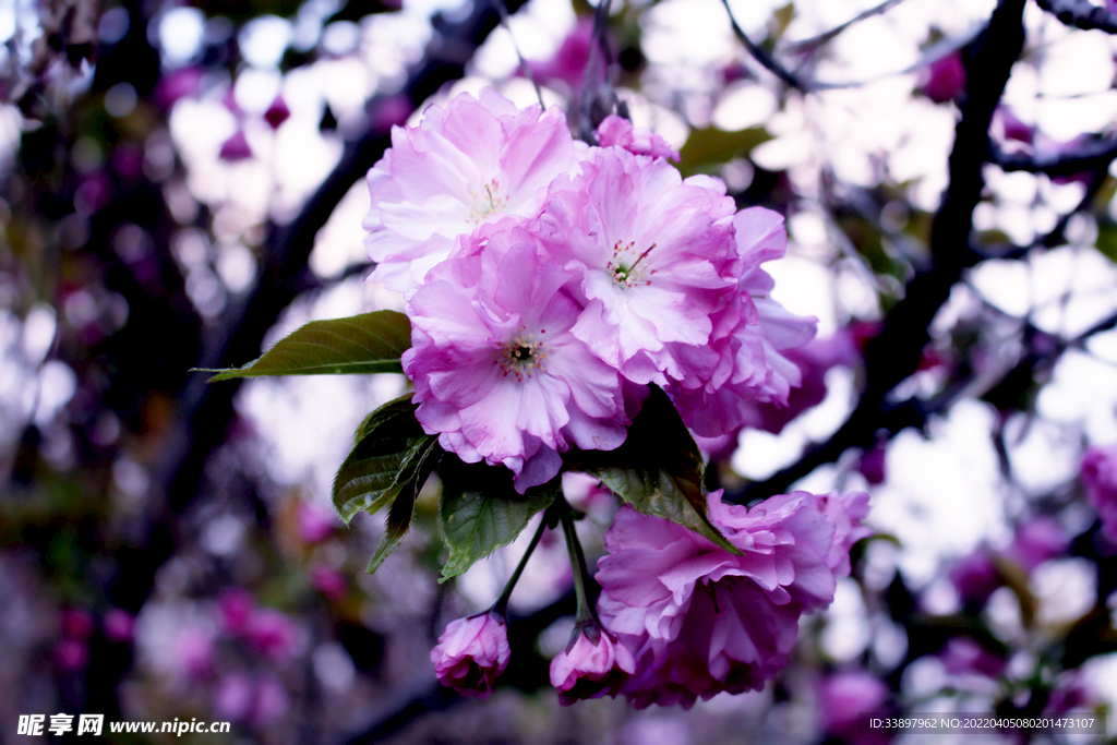 粉色樱花