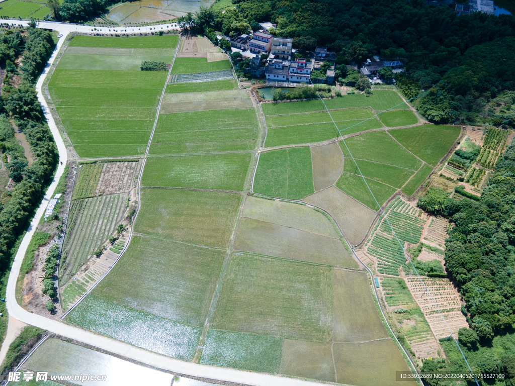 田野