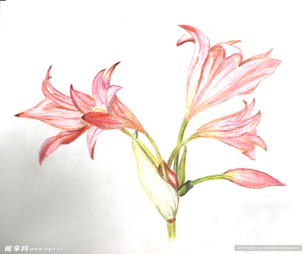 临摹彩铅花卉