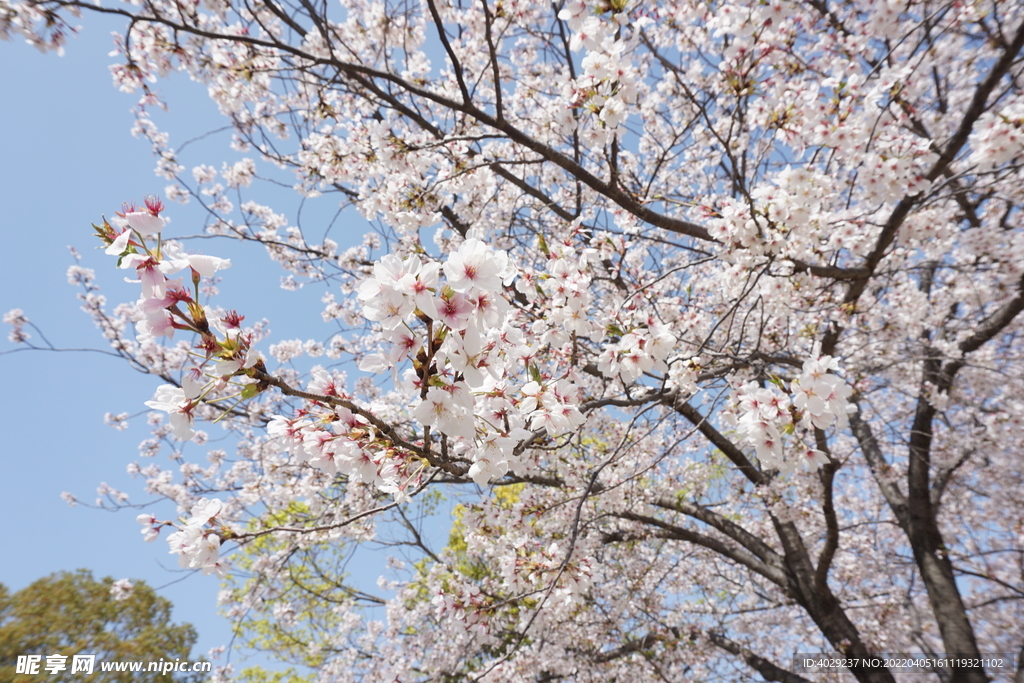 樱花