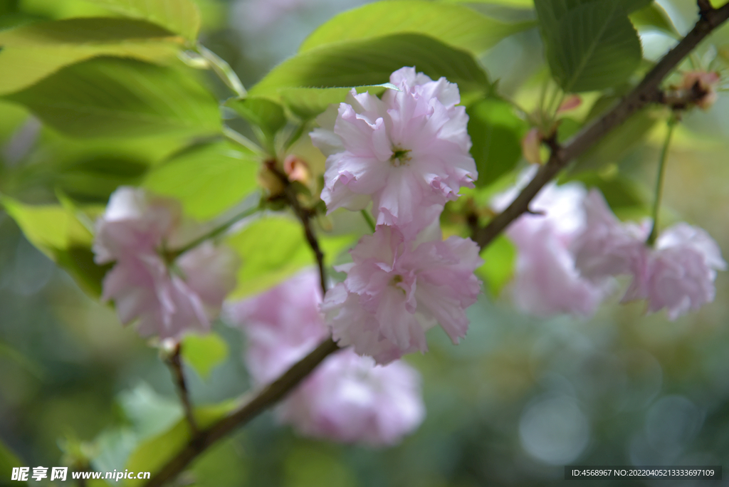 樱花