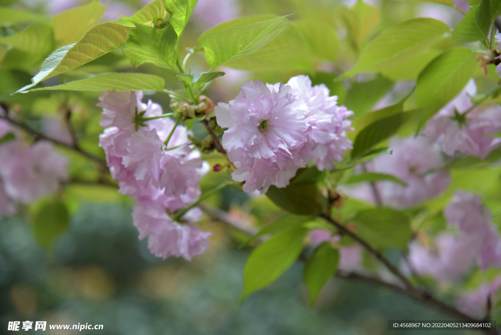 樱花