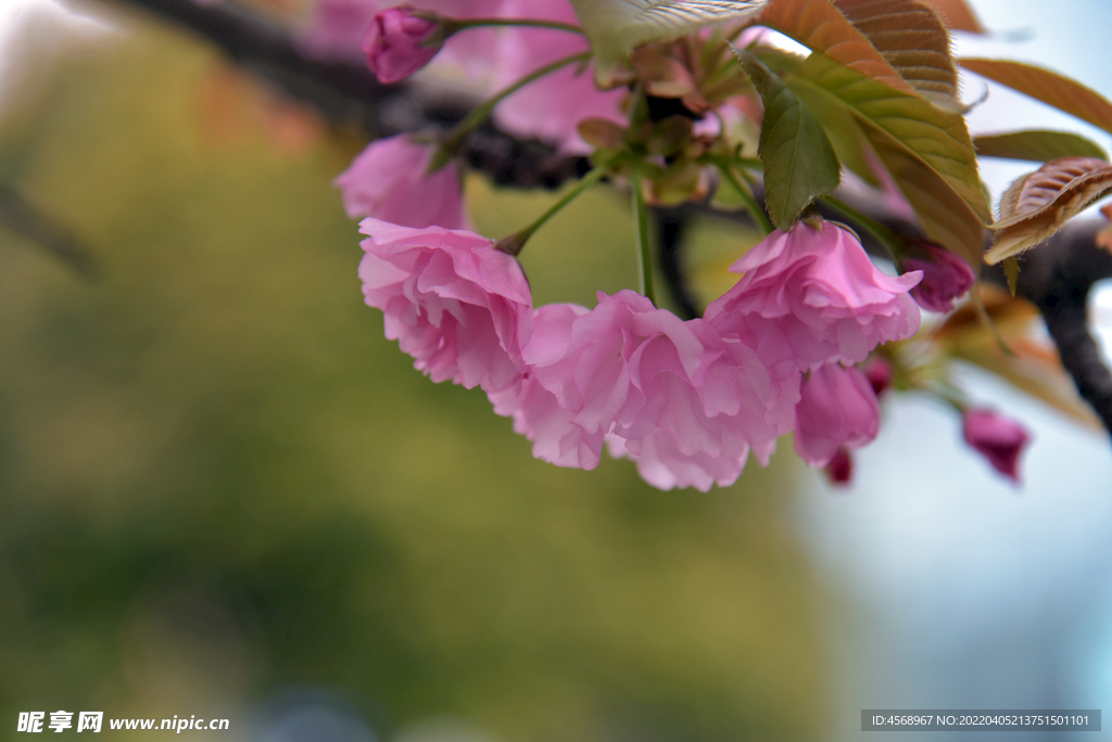 樱花