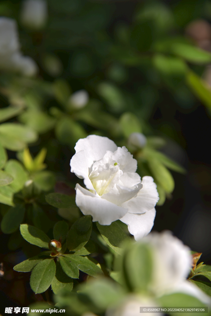 杜鹃花