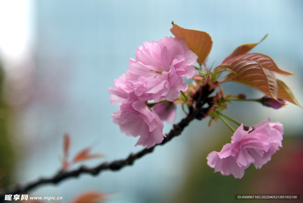 樱花