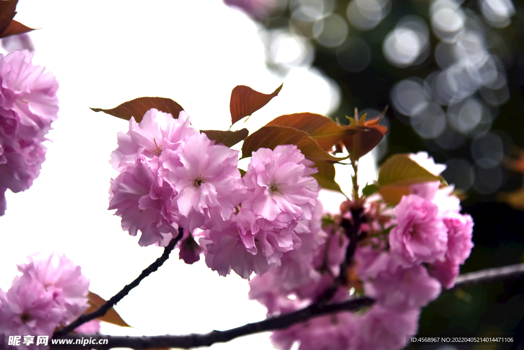 樱花