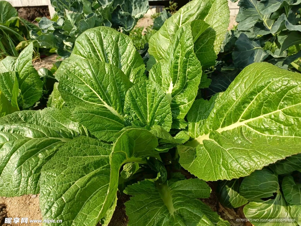青菜