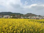 春天的油菜