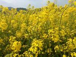 油菜花