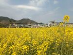 油菜花