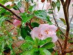 茶花