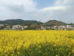 油菜田