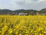 油菜田